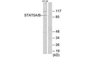 Western Blotting (WB) image for anti-STAT5 A/B (STAT5 A/B) (AA 251-300) antibody (ABIN2890032) (STAT5 A/B Antikörper  (AA 251-300))