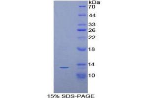 SDS-PAGE analysis of Mouse AIF1 Protein. (Iba1 Protein)