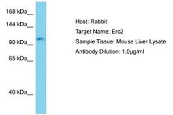 ERC2 anticorps  (AA 901-950)