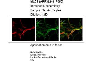 Sample Type: Rat AstrocytesDilution: 1:50 (MLC1 Antikörper  (Middle Region))