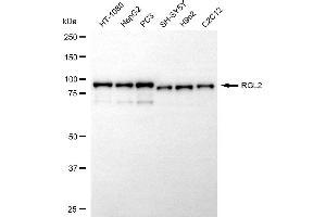 anti-Ral Guanine Nucleotide Dissociation Stimulator-Like 2 (RGL2) antibody