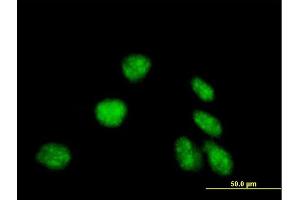 Immunofluorescence of purified MaxPab antibody to EDF1 on HeLa cell. (EDF1 Antikörper  (AA 1-148))
