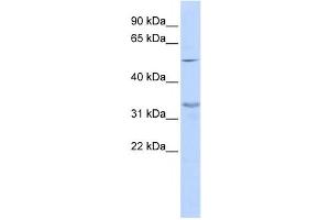 Western Blotting (WB) image for anti-Zinc Finger Protein 765 (ZNF765) antibody (ABIN2459414) (ZNF765 Antikörper)