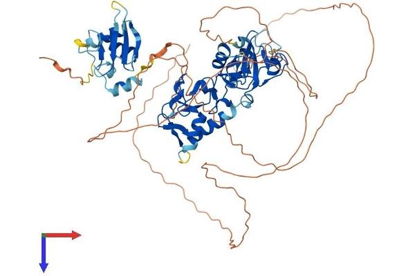 ZSWIM2 Protein (AA 1-633) (His tag)