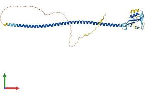 Protein Structure (PS) image for CD72 Molecule (CD72) (AA 1-359) protein (His tag) (ABIN7553109)