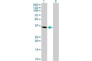 Western Blot analysis of PRKY expression in transfected 293T cell line by PRKY MaxPab polyclonal antibody. (PRKY Antikörper  (AA 1-277))