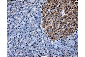 Immunohistochemical staining of paraffin-embedded Kidney tissue using anti-TTLL12mouse monoclonal antibody. (TTLL12 Antikörper)