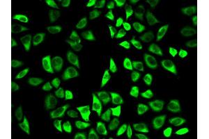Immunofluorescence analysis of HeLa cells using PRDX6 antibody. (Peroxiredoxin 6 Antikörper  (AA 1-224))