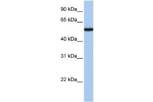 Western Blotting (WB) image for anti-FLJ90709 antibody (ABIN2459649) (FLJ90709 Antikörper)