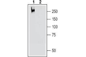 Western blot analysis of rat spleen lysate:1.