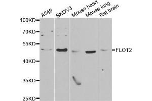 Western blot analysis of extracts of various cell lines, using FLOT2 antibody (ABIN5973960) at 1/1000 dilution. (Flotillin 2 Antikörper)