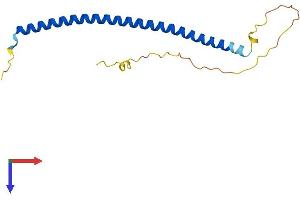 AlphaFold protein structure predicition of Human Recombinant ZNF767P Protein, UniprotID Q75MW2