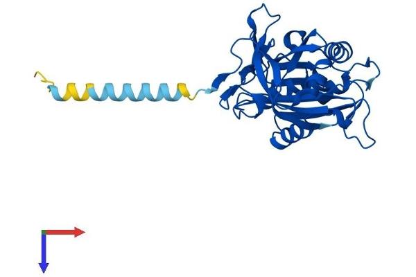 CYB5R1 Protein (AA 1-305) (His tag)