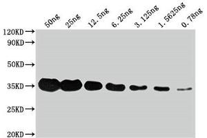 Western Blot Positive WB detected in: Flag Tag fusion protein at 50 ng, 25 ng, 12. (DYKDDDDK Tag Antikörper)