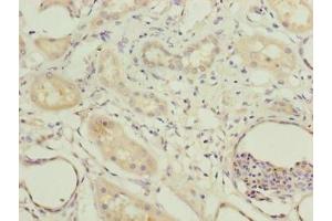 Immunohistochemistry of paraffin-embedded human kidney tissue using ABIN7148556 at dilution of 1:100 (COBLL1 Antikörper  (AA 1-106))