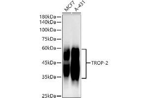 Western blot analysis of extracts of various cell lines, using TROP-2 antibody (ABIN7271103) at 1:1000 dilution. (TACSTD2 Antikörper)