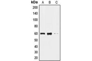 Western blot analysis of CLK2 expression in HL60 (A), HeLa (B), HepG2 (C) whole cell lysates. (CLK2 Antikörper  (N-Term))