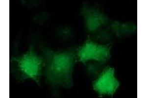 Anti-TP53 mouse monoclonal antibody (ABIN2454669) immunofluorescent staining of COS7 cells transiently transfected by pCMV6-ENTRY TP53 (RC200003). (p53 Antikörper)