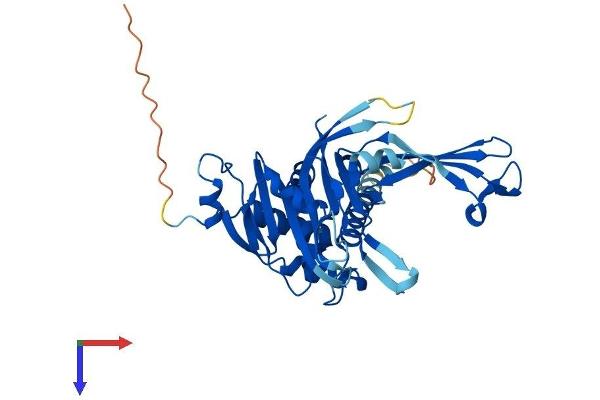 USP12 Protein (AA 1-370) (His tag)