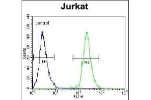 POTEB Antibody (C-term) (ABIN653990 and ABIN2843930) flow cytometric analysis of Jurkat cells (right histogram) compared to a negative control cell (left histogram). (POTEB Antikörper  (C-Term))