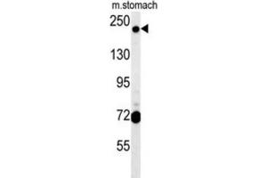 Western Blotting (WB) image for anti-GRIP and Coiled-Coil Domain Containing 2 (GCC2) antibody (ABIN2995563) (GCC2 Antikörper)