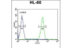 Flow cytometric analysis of HL-60 cells (right histogram) compared to a negative control cell (left histogram). (Aftiphilin Antikörper  (C-Term))
