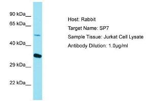 Host:  Rabbit  Target Name:  SP7  Sample Type:  Jurkat Whole Cell lysates  Antibody Dilution:  1. (SP7 Antikörper  (C-Term))