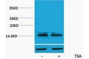 Western Blotting (WB) image for anti-H2A Histone Family, Member X (H2AFX) (acLys5) antibody (ABIN3178840) (H2AFX Antikörper  (acLys5))