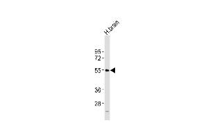 Anti-NPY5R Antibody (Center) at 1:2000 dilution + H. (NPY5R Antikörper  (AA 305-341))