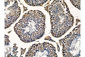 C16orf62 Antibody at 1/100 staining mouse testis tissue by IHC-P. (C16orf62 Antikörper)