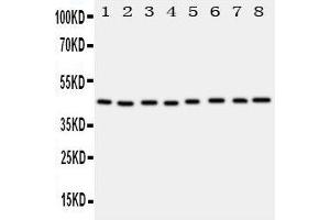 Lane 8: JURKAT Cell Lysate (PGK1 Antikörper  (Middle Region))