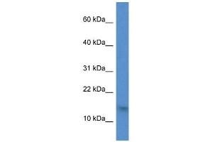 Western Blot showing H2AFZ antibody used at a concentration of 1 ug/ml against 721_B Cell Lysate (H2AFZ Antikörper  (N-Term))