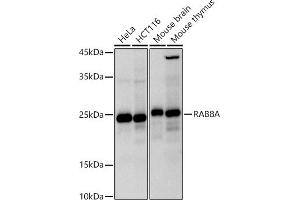 Western blot analysis of extracts of various cell lines, using RA antibody (ABIN7269814) at 1:1000 dilution. (RAB8A Antikörper)