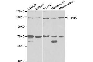 Western blot analysis of extracts of various cell lines, using PTPRA antibody. (PTPRA Antikörper)