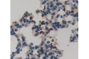 IHC-P analysis of Mouse Tissue, with DAB staining. (GZMK Antikörper  (AA 44-227))