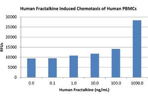 SDS-PAGE of Human Fractalkine (CX3CL1) Recombinant Protein Bioactivity of Human Fractalkine (CX3CL1) Recombinant Protein.