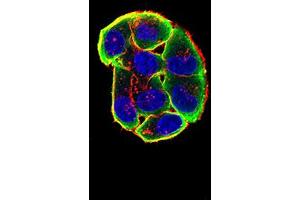 Immunofluorescence (IF) image for anti-Cholinergic Receptor, Nicotinic, alpha 3 (Neuronal) (CHRNA3) (AA 32-240) antibody (ABIN5611357)