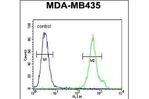 CD1E Antibody (Center) (ABIN653900 and ABIN2843142) flow cytometric analysis of MDA-M cells (right histogram) compared to a negative control cell (left histogram). (CD1e Antikörper  (AA 184-212))