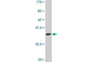 Western Blot detection against Immunogen (36. (GATA2 Antikörper  (AA 1-102))