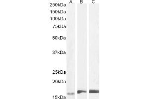 Western Blotting (WB) image for anti-Ionized Calcium-binding Adapter Molecule 1 (IBA1) (C-Term) antibody (ABIN184738)