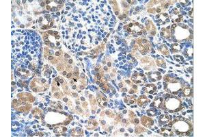 Image no. 1 for anti-Solute Carrier Family 22 (Organic Cation Transporter), Member 7 (SLC22A7) (C-Term) antibody (ABIN6736645)