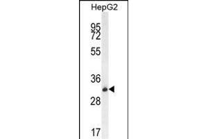 OR4K5 Antibody (C-term) (ABIN655937 and ABIN2845329) western blot analysis in HepG2 cell line lysates (35 μg/lane). (OR4K5 Antikörper  (C-Term))