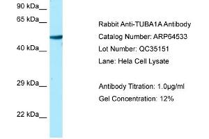 Western Blotting (WB) image for anti-Tubulin, alpha 1a (Tuba1a) (C-Term) antibody (ABIN2789867) (TUBA1A Antikörper  (C-Term))