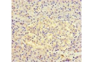 Immunohistochemistry of paraffin-embedded human pancreatic tissue using ABIN7157934 at dilution of 1:100 (AVL9 Antikörper  (AA 162-432))