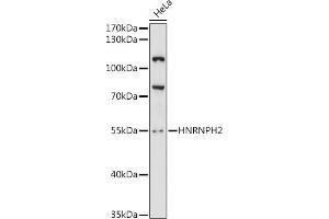 Western blot analysis of extracts of HeLa cells, using HNRNPH2 antibody (ABIN6132180, ABIN6141913, ABIN6141914 and ABIN6216812) at 1:3000 dilution.