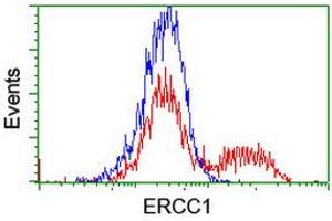HEK293T cells transfected with either RC200478 overexpress plasmid (Red) or empty vector control plasmid (Blue) were immunostained by anti-ERCC1 antibody (ABIN2455548), and then analyzed by flow cytometry. (ERCC1 Antikörper)