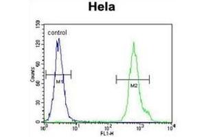 Flow cytometric analysis of Hela cells using LRRC45 Antibody (C-term) Cat. (LRRC45 Antikörper  (C-Term))