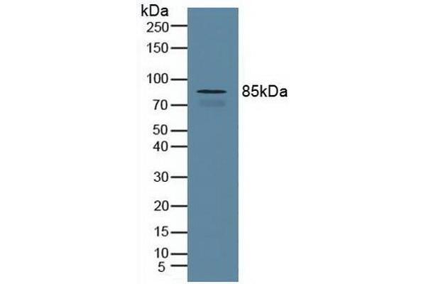Cullin 1 Antikörper  (AA 1-250)