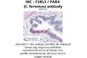 Image no. 1 for anti-Coagulation Factor II (Thrombin) Receptor-Like 3 (F2RL3) (C-Term) antibody (ABIN1734219) (F2RL3 Antikörper  (C-Term))