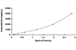 Angiopoietin 2 ELISA Kit